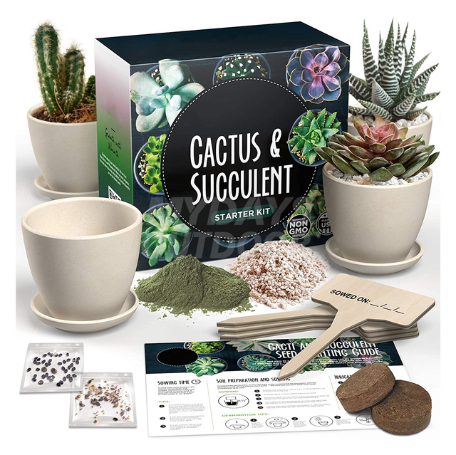 Kit de démarrage cactus et plantes succulentes