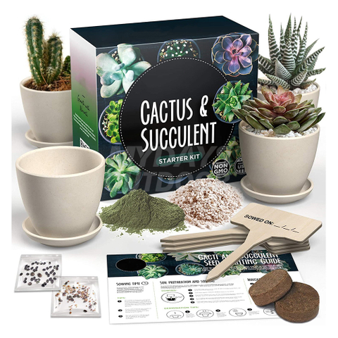 Cactus & Succulent Starter Kit