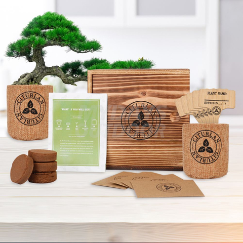 Mini árbol de semillas Bonsai Starter Kit Caja de regalo de madera