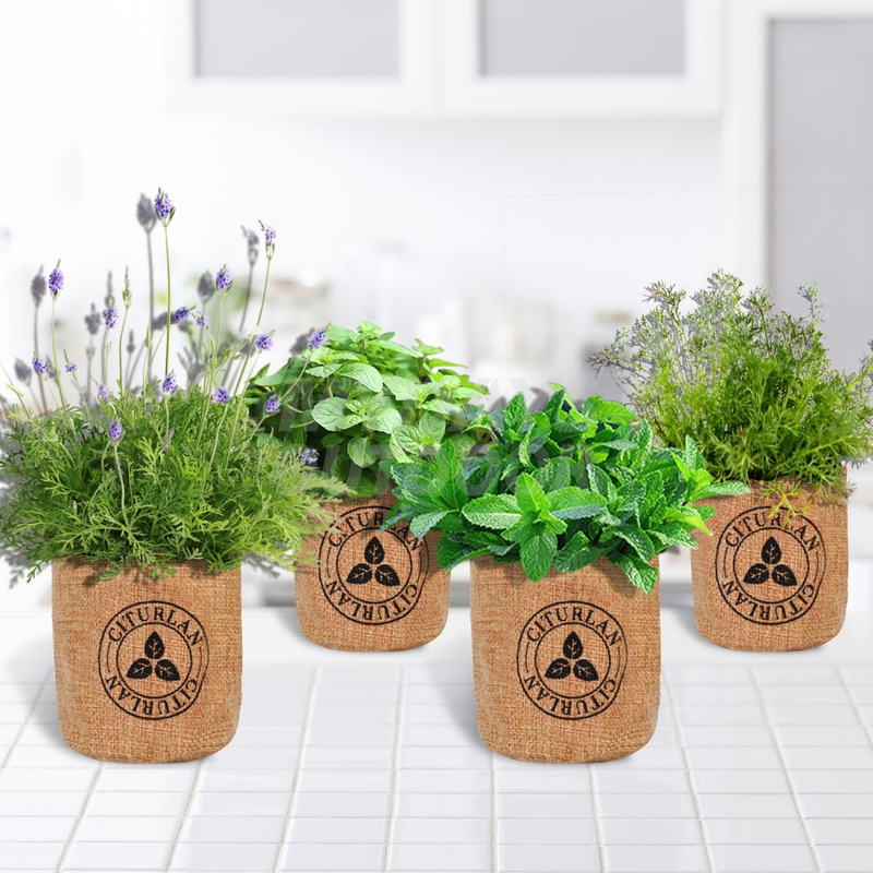 Stock Wholesale Bonsai Starter Kit Mydays Outdoor