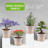 Kit de cultivo de bonsái - Kit de inicio de árbol bonsái premium