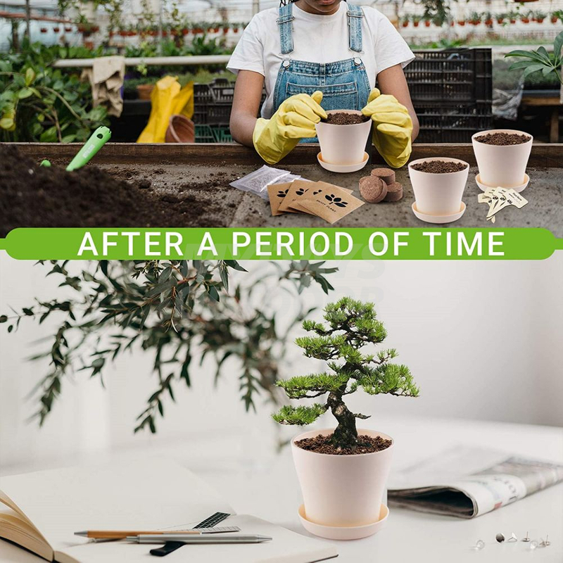 Wholesale Bonsai Growing Kit Mydays Outdoor