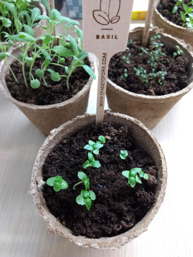 herbs growing kits (10)