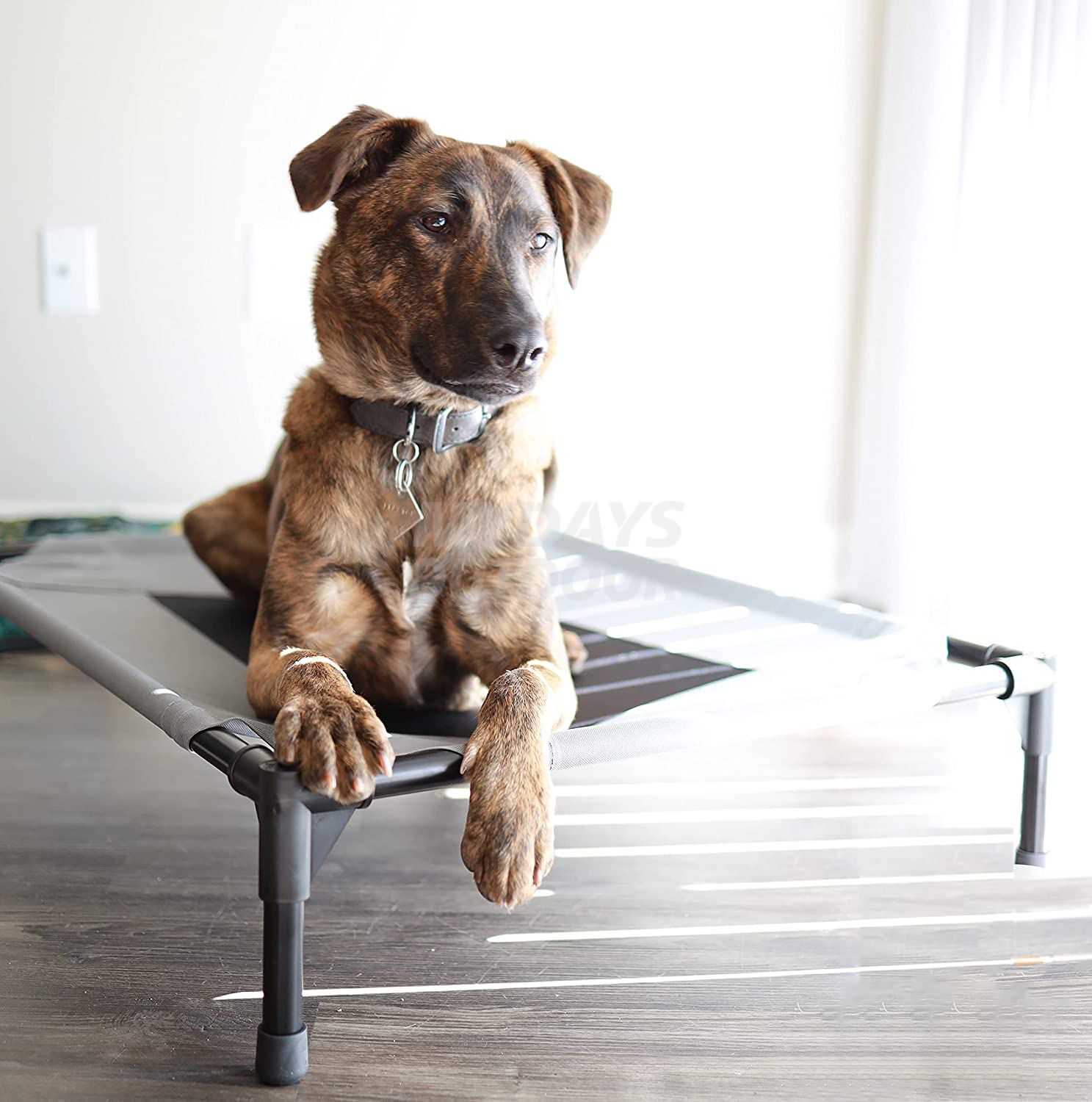 Pet Cot Elevated (2)